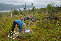 Researcher recording measurements in sampling plot in Downy birch (Betula pubescens) forest damaged or killed by consecutive outbreaks of Autumnal moth (Epirrita autumnata) and Winter moth (Operophter...