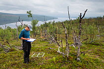 Researcher recording measurements in sampling plot in Downy birch (Betula pubescens) forest damaged or killed by consecutive outbreaks of Autumnal moth (Epirrita autumnata) and Winter moth (Operophter...