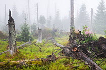 Norway spruce (Picea abies) forest with young trees growing among old dead trees that died during Large spruce bark beetle (Ips typographus) outbreaks. Sumava National Park, Czech Republic. August. W...