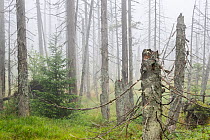 Norway spruce (Picea abies) forest with young tree growing among old dead trees that died during Large spruce bark beetle (Ips typographus) outbreaks. Sumava National Park, Czech Republic. August. Wa...