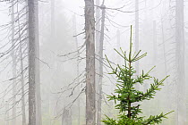 Norway spruce (Picea abies) forest with young tree growing among old dead trees that died during Large spruce bark beetle (Ips typographus) outbreaks. Sumava National Park, Czech Republic. August. Wa...