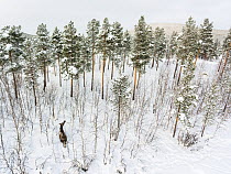 Eurasian elk (Alces alces) feeding on Mountain birch (Betula pubescens) in snow, Tjamotis, Lapland, Sweden. March.