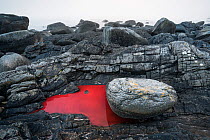 Red tidal pools along the coast, a very rare phenomena, the colour comes from high concentration of salt-loving bacteria in the water, Heroy municipality, More og Romsdal, Norway. May.