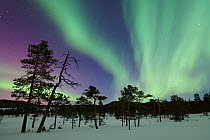 Aurora borealis in the night sky above Scots pine (Pinus sylvestris) forest, Gjenvollhytta, Klaebu, Norway. March.