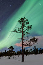 Aurora borealis in the night sky above Scots pine (Pinus sylvestris) forest, Gjenvollhytta, Klaebu, Norway. March.
