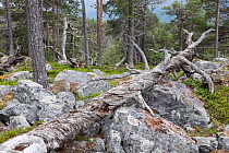 Rocks covered by Arctoparmelia lichen (Arctoparmelia centrifuga) in Scots pine (Pinus sylvestris) forest, with fallen tree in foreground, Stora Sjofallet National Park, Laponia, Swedish Lapland, Swede...