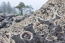 Large rocks covered by Arctoparmelia lichen (Arctoparmelia centrifuga) with misty Scots pine (Pinus sylvestris) forest in background, Stora Sjofallet National Park, Laponia, Swedish Lapland, Sweden. J...