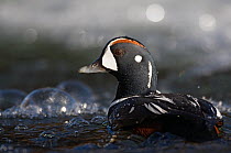 Harlequin duck (Histrionicus histrionicus) male, surrounded by bubbles on water surface, Laxa River, Myvatn, Iceland. May.