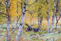 Elk (Alces alces) male, resting int he forest, Sarek National Park. World Heritage Laponia, Swedish Lapland, Sweden. September.