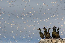 European shags (Phalacrocorax aristotelis) in breeding plumage, perched on rock, with Common guillemot (Uria aalge) flock in flight in background, Hornoya Island, Finnmark, Norway. March.
