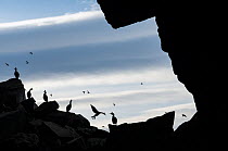 European shags (Phalacrocorax aristotelis) perched on rocks near breeding site in small cave, with Guillemots (Uria aalge) in flight above, Hornoya Island, Finnmark, Norway. March.