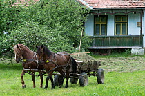 Two horses pulling cart full of hay, Valea Garbea, Ciucului mountains, Ghimes, Transylvania, Romania. May.