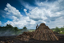 Man building large pile of wood for making charcoal, Varsag, Harghita, Transylvania, Romania. June. Model released.