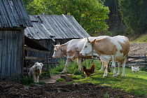 Two Cows outside cow shed with hens and a dog, Valea Boros, Ciucului mountains, Ghimes, Transylvania, Romania. June.
