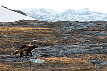 Wolverine (Gulo gulo), running across mountain landscape, Padjelanta National Park, Laponia World Heritage Site, Swedish Lapland, Sweden. June.