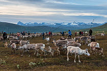 Sami reindeer herders marking domestic Reindeer (Rangifer tarandus) calves. Every summer the Sami collect their reindeer, move the herd inside a fenced area, catch the new calves with a snare and mark...