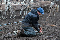 Sami herder calf marking domestic Reindeer (Rangifer tarandus) calf. Every summer the Sami collect all their reindeer, move the herd inside a fenced area, catch the new calves with a snare and mark th...