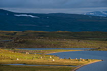 Temporary Sami village used during the period of Reindeer calf marking, Padjelanta National Park, Laponia World Heritage Site, Swedish Lapland, Sweden. July, 2016.