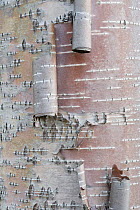 Birch (Betula pubescens) tree, peeling bark detail, Rapa delta, Laponia World Heritage Site, Lapland, Sweden. September.