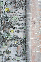 Birch (Betula pubescens) tree, peeling bark detail, Rapa delta, Laponia World Heritage Site, Lapland, Sweden. September.