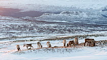 Semi-domesticated Reindeer (Rangifer tarandus) grazing in snow-covered landscape, Sarek National Park, Laponia World Heritage Site, Swedish Lapland, Sweden. December.