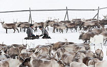 Indigenous Sami reindeer herders marking herd of Reindeer (Rangifer tarandus) calves in a fenced area, Sarek National Park, Laponia World Heritage Site, Swedish Lapland, Sweden. December, 2016.