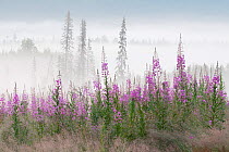 Fireweed (Chamaenerion angustifolium) flowering in large amounts on deforested land, Norway.