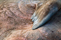 Walrus (Odobenus rosmarus) resting, flipper detail, Hinlopenstretet, Svalbard, Norway.