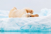 Polar bear (Ursus maritimus) rolling around on floating glacier ice, Hinlopenstretet strait, Svalbard, Norway.