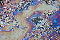 Bog oil, an oily sheen produced by a bacteria (Leptothrix discophora) growing under the surface of peat bogs, concentrating iron as part of their life processes. Their presence can be detected on the...
