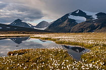 Snow-capped peaks of Mount Neitarieppe (1816m) and Mount Ritatjakka (1944m) reflecting in small lake surrounded by flowering Cottongrass (Eriophorum sp.) on the Luottolako plateau, Sarek National Park...