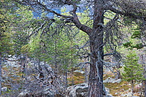 Scots pine (Pinus sylvestris) forest in autumn, Stora Sjofallet National Park, World Heritage Laponia, Swedish Lapland, Sweden. September.
