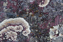 Arctoparmelia lichen (Arctoparmelia centrifuga) detail, Stora Sjofallet National Park, World Heritage Laponia, Swedish Lapland, Sweden. September.