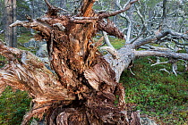 Dead Scots pine (Pinus sylvestris) tree lying on forest floor, Stora Sjofallet National Park, World Heritage Laponia, Swedish Lapland, Sweden. September.