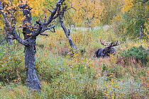 Elk (Alces alces) bull, standing in dense woodland undergrowth, Sarek National Park, World Heritage Laponia, Swedish Lapland, Sweden. September.