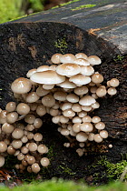 Porcelain fungus (Oudemansiella mucida) on damp log, Surrey, UK. September.
