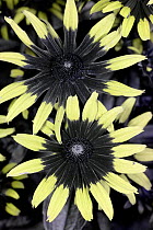 Black eyed susan (Rudbeckia hirta) cultivated form, in flower, reflected ultraviolet  light.