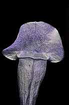 Pitcher plant (Sarracenia sp.) flower reflected ultraviolet light on black background.