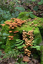 Sheathed woodtuft mushrooms (Kuehneromyces mutabilis) growing on mossy tree stump, Surrey, UK. September.