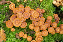 Sheathed woodtuft mushrooms (Kuehneromyces mutabilis) growing on mossy tree stump, Surrey, UK. September.
