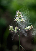 Cocksfoot grass (Dactylis glomerata) dispersing pollen in the wind, UK. June.