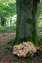Giant polypore fungus (Meripilus giganteus) on base of Beech (Fagus sylvatica) tree trunk in woodland, Surrey, UK. September.