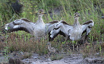Pair of Senegal thick-knees (Burhinus senegalensis) in defensive posture, protecting their chick from cattle, Allahien River, Gambia, West Africa.