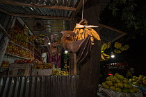 Lesser short-nosed fruit-bats (Cynopterus brachyotis) feeding on bananas at fruit stall inside a busy market, Coochbehar, West Bengal, India. Highly Commended in the Urban Wildlife category of the 202...