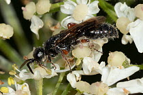 Beetle-killing wasp (Tiphia femorata) nectaring on flower, Cormeilles-en-Vexin, Val d'Oise, France. September. (Tiphiidae)