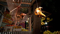Short-nosed Indian fruit bat (Cynopterus sphinx) flying in and feeding on banana bunch, fruit hung out by shopkeeper when fruit supply is low, Coochbehar, India, Winter.