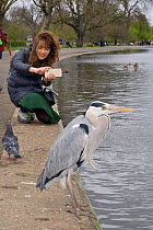 Grey heron (Ardea cinerea) standing at edge of lake with woman photographing it with a mobile phone, Regent's Park, London, UK. March. Model released.