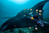 Reef manta (Mobula alfredi) getting cleaned of parasites, dead skin, bacteria, and mucus by Blacklip butterflyfish (Chaetodon kleinii) and Moon wrasse (Thalassoma lunare) at a cleaning station in Raja...