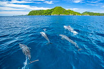 Spinner dolphins (Stenella longirostris) swimming close to surface with islands in background, Raja Ampat, Indonesia, Pacific Ocean.