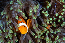 False clownfish (Amphiprion ocellaris) hiding in an anemone with Sarasvati anemone shrimp (Periclimenes sarasvati), Raja Ampat, Indonesia, Pacific Ocean.